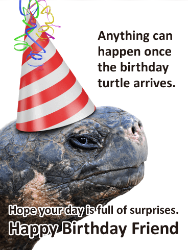 Fun Turtle Funny Birthday Card for Friends